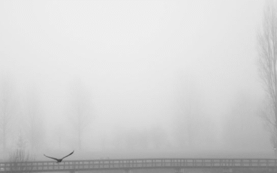 Kun jij je voorstellen hoe het is om een vlinder te zijn